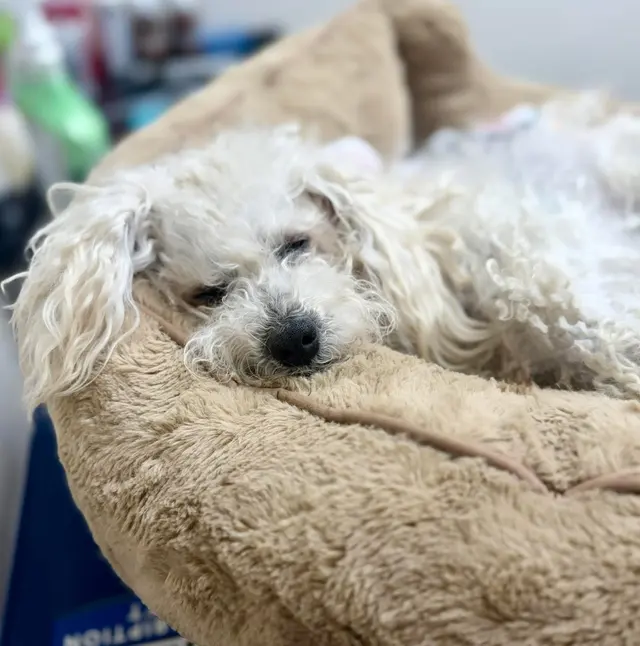 Trumann Animal Clinic — customer photo 3
