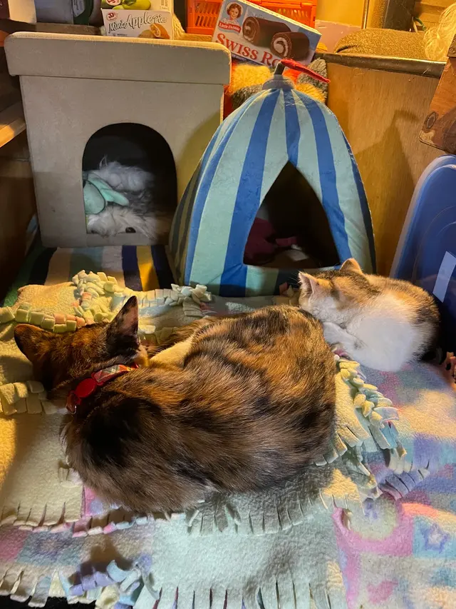 Trumann Animal Clinic — customer photo 4