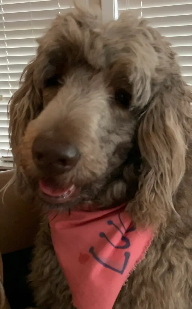 Trumann Animal Clinic — customer photo 12