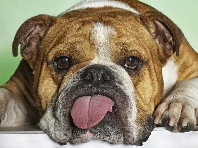 Trumann Animal Clinic — photo from the business 1