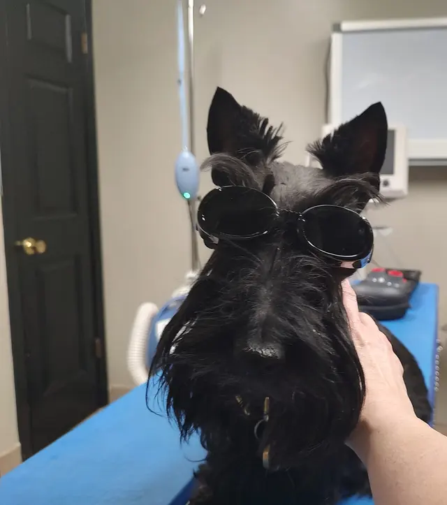 Jonesboro Family Pet Hospital — photo from the business 2