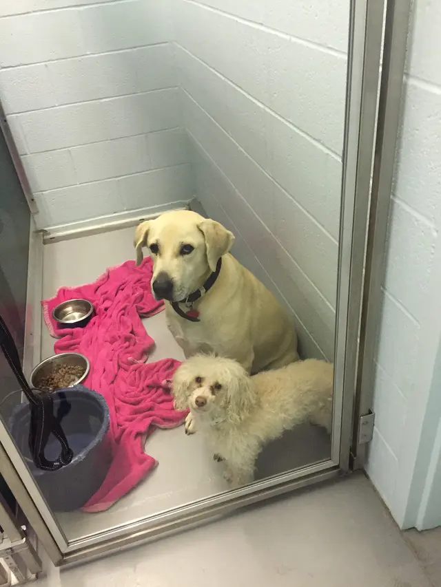 Hilltop Veterinary Hospital — photo from the business 4