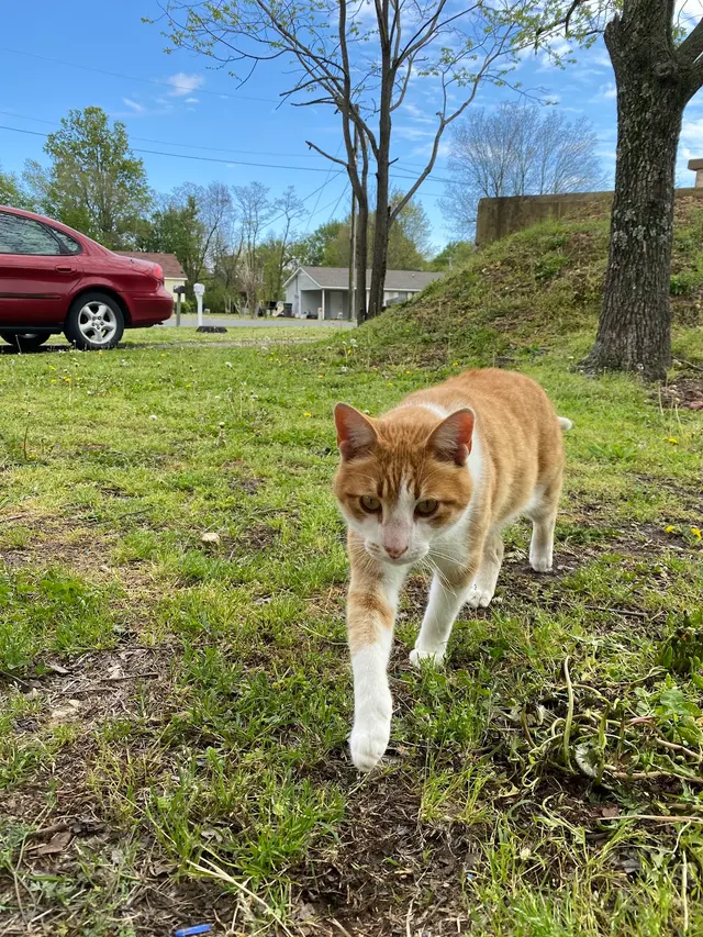 Hilltop Veterinary Hospital — customer photo 7