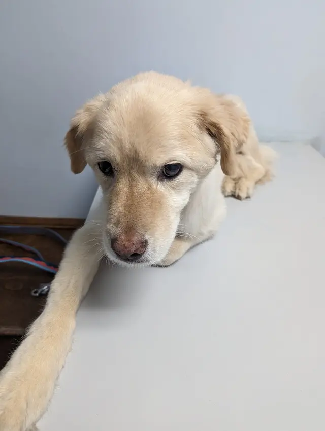 Hilltop Veterinary Hospital — customer photo 6