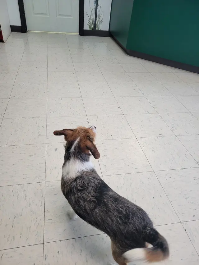 Woodsprings Animal Clinic — customer photo 9