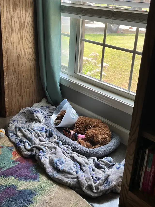 Customer photo of work by Woodsprings Animal Clinic, from Spencer Elder's review