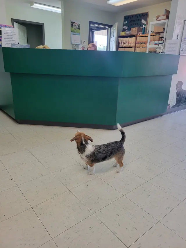 Woodsprings Animal Clinic — customer photo 12
