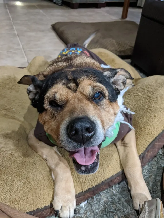 Woodsprings Animal Clinic — customer photo 4