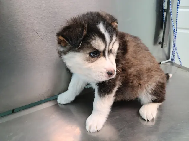 Woodsprings Animal Clinic — customer photo 8