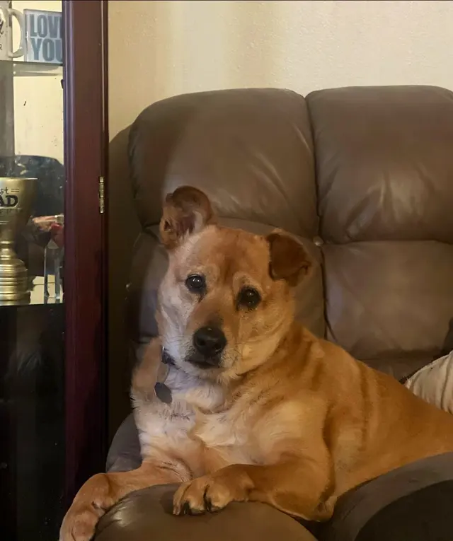 Woodsprings Animal Clinic — customer photo 11