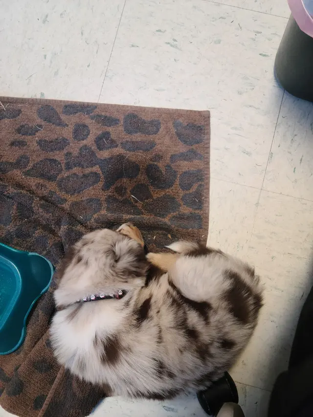 Woodsprings Animal Clinic — customer photo 5