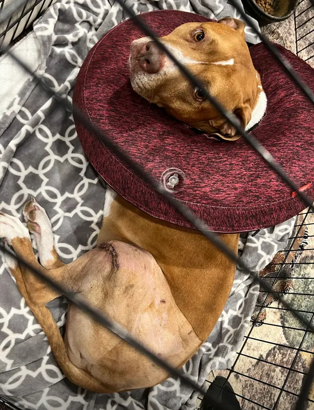 Woodsprings Animal Clinic — customer photo 7