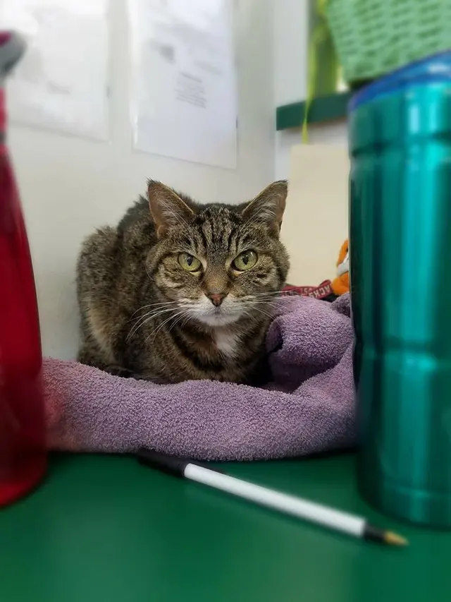 Woodsprings Animal Clinic — photo from the business 2