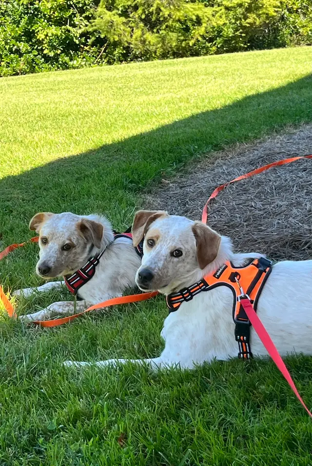 Animal C.A.R.E. Foundation — customer photo 3