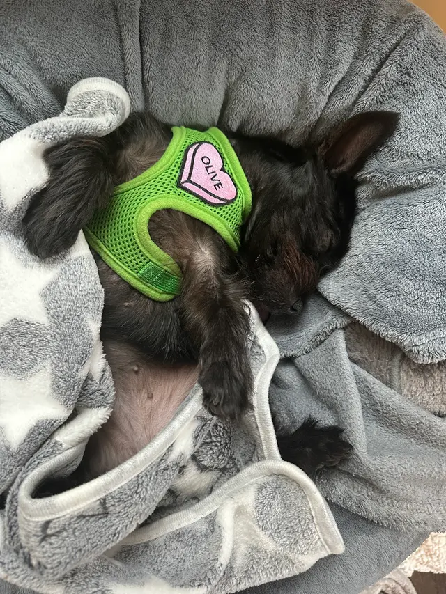 Animal C.A.R.E. Foundation — customer photo 8