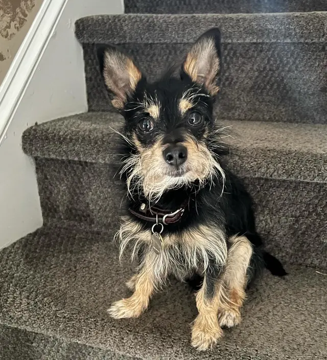 Animal C.A.R.E. Foundation — customer photo 5