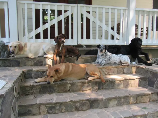 Godbey Creek Canine Rescue, Inc. — photo from the business 11