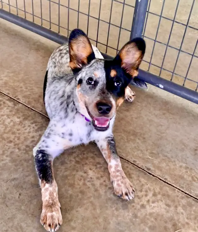 Godbey Creek Canine Rescue, Inc. — customer photo 6