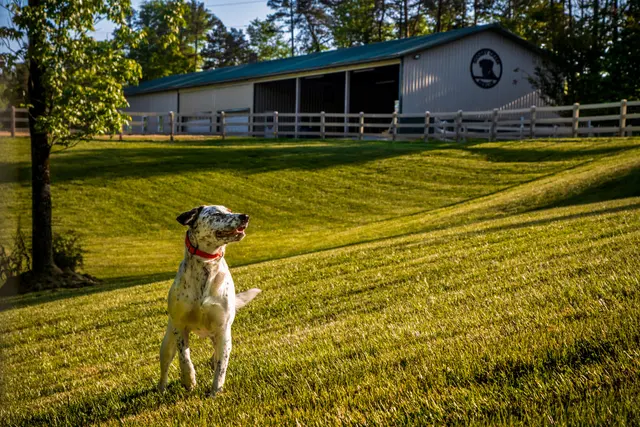Godbey Creek Canine Rescue, Inc. — photo from the business 3
