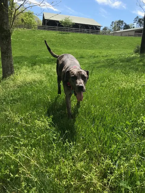 Godbey Creek Canine Rescue, Inc. — photo from the business 2