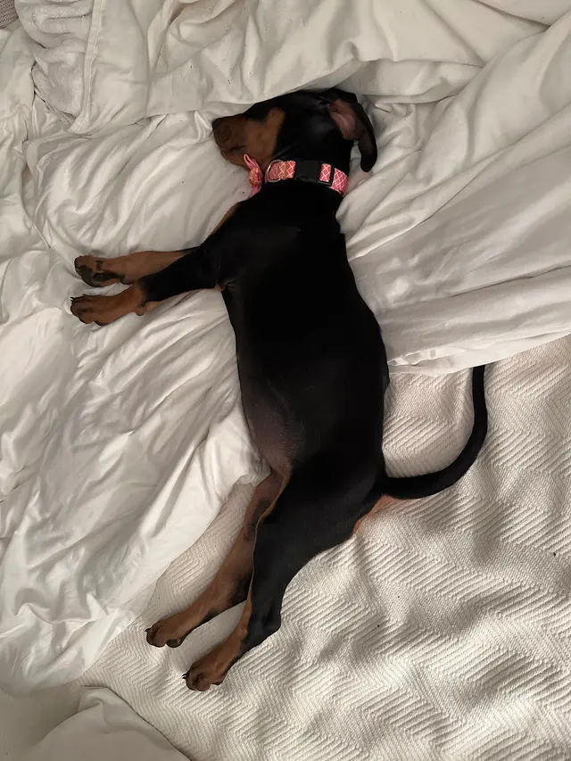 Godbey Creek Canine Rescue, Inc. — customer photo 7