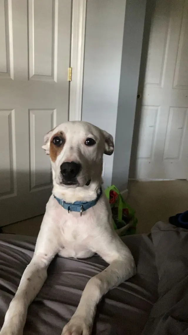 Godbey Creek Canine Rescue, Inc. — customer photo 10