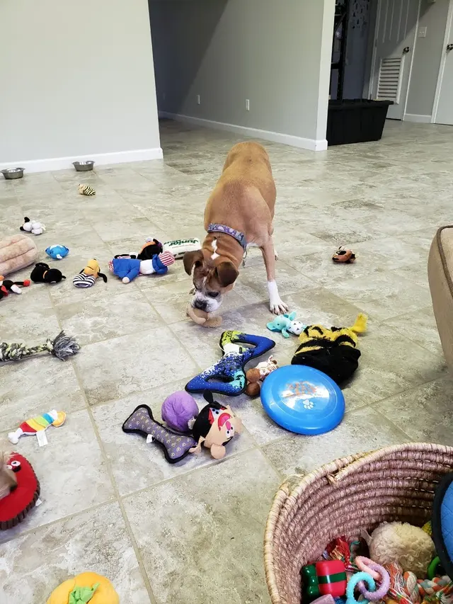 Godbey Creek Canine Rescue, Inc. — photo from the business 12