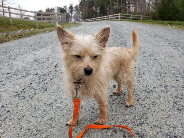 Godbey Creek Canine Rescue, Inc. — photo from the business 8