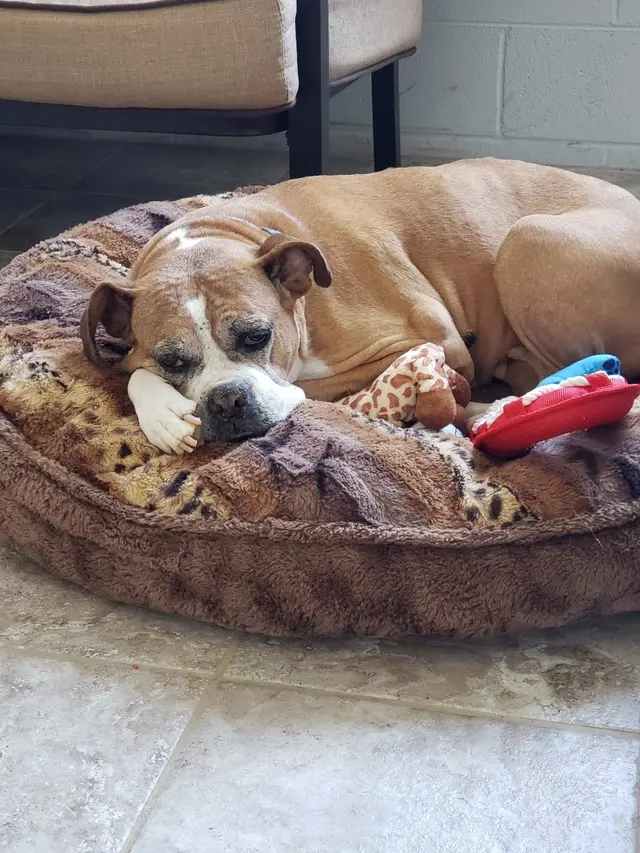 Godbey Creek Canine Rescue, Inc. — photo from the business 9
