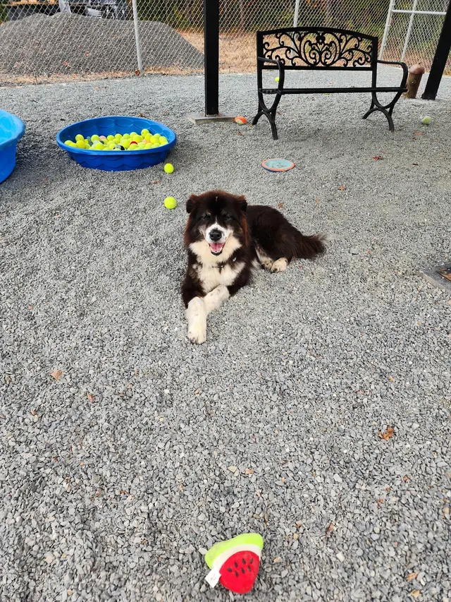 FOSS (Friends of Stokes Shelter) — customer photo 2