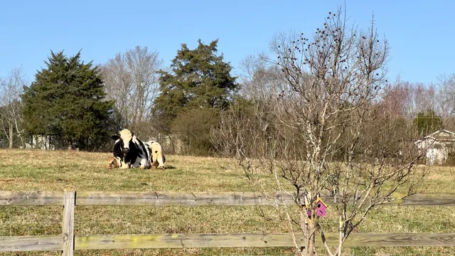 Rescue Ranch — customer photo 10
