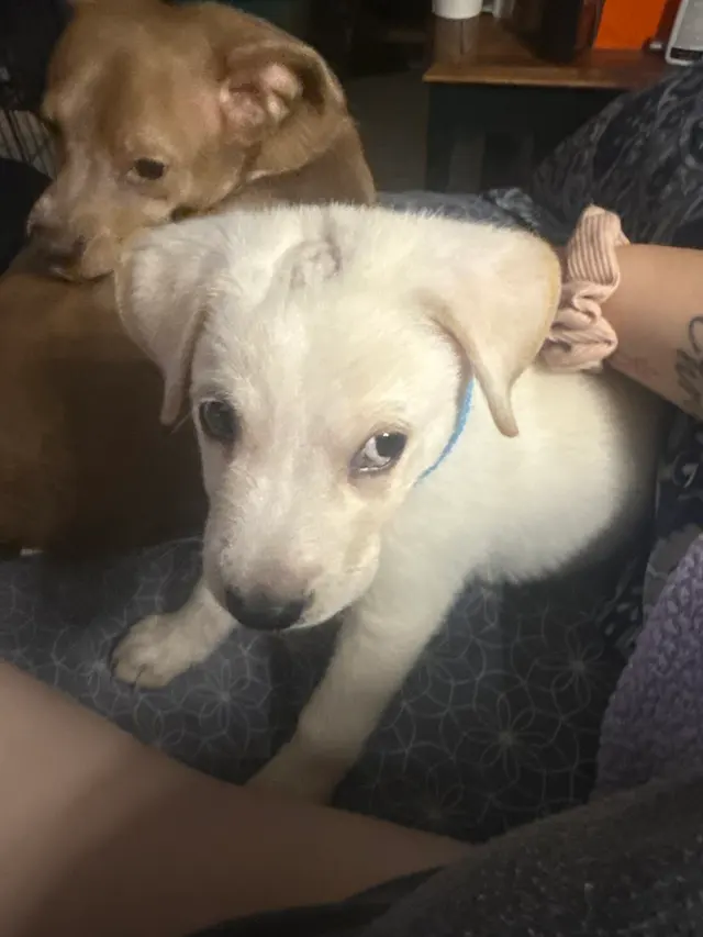Forsyth Humane Society — customer photo 11