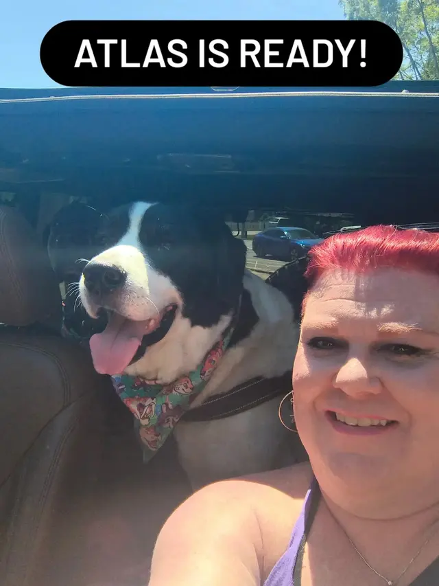 Customer photo of work by Forsyth Humane Society, from Amanda Bedwell's review