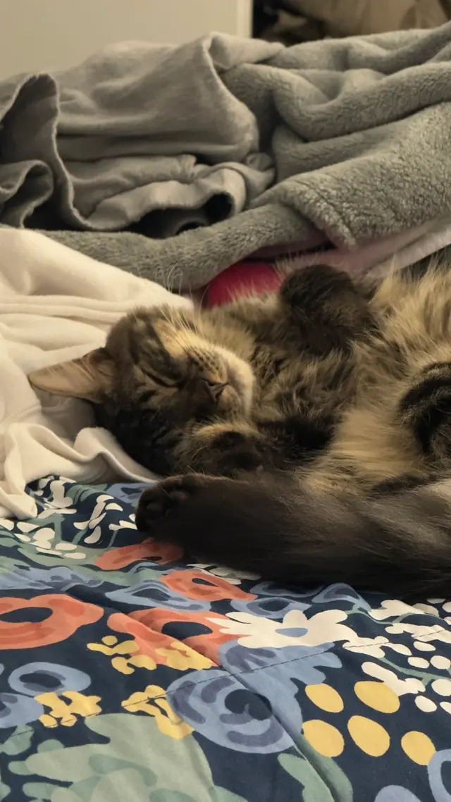 Customer photo of work by Forsyth Humane Society, from Razul Daniel Taborite's review