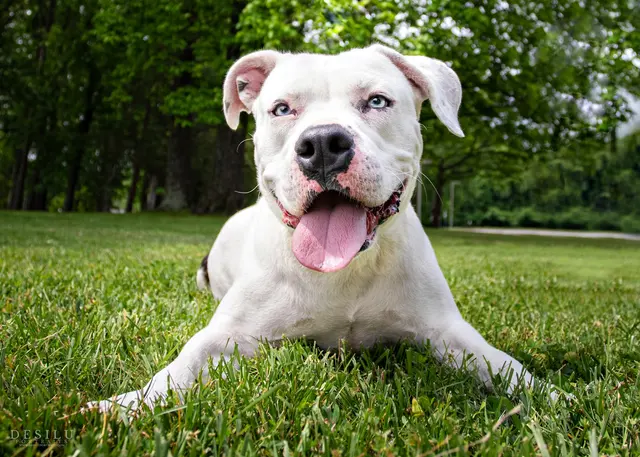 Forsyth Humane Society — photo from the business 2