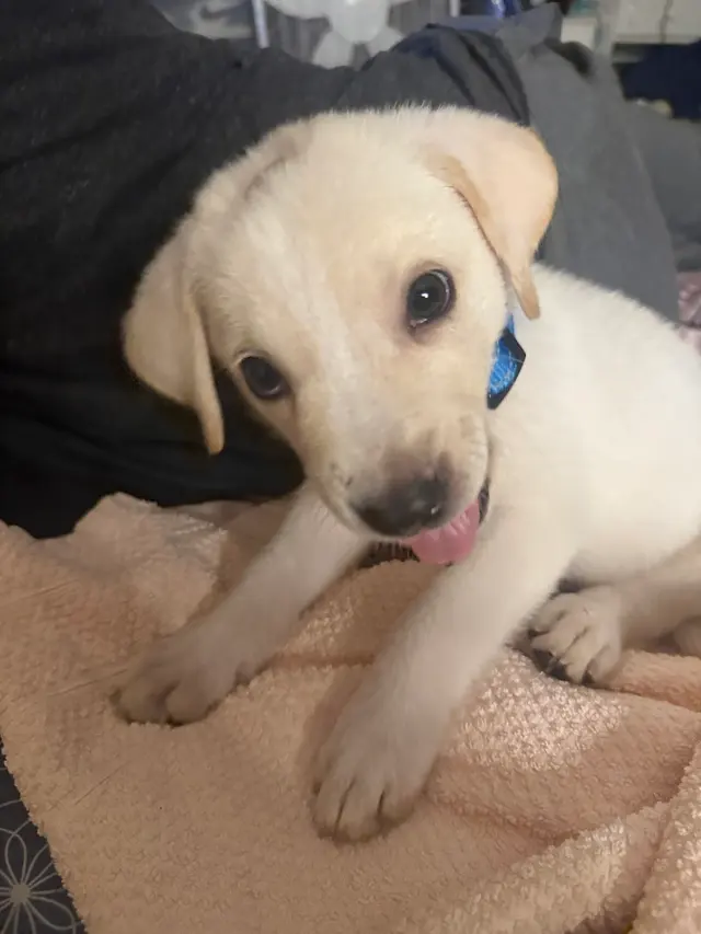 Forsyth Humane Society — customer photo 9