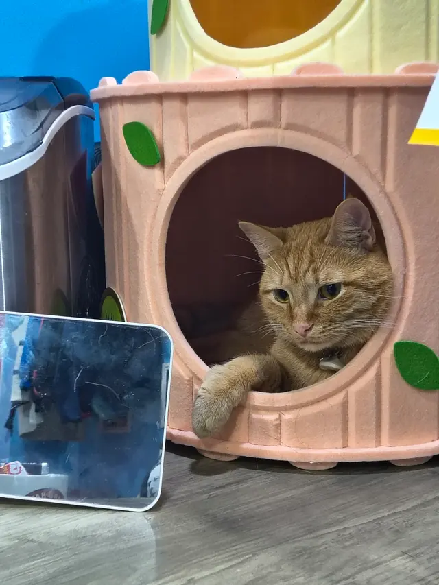 Customer photo of work by Forsyth Humane Society, from Amanda Bedwell's review