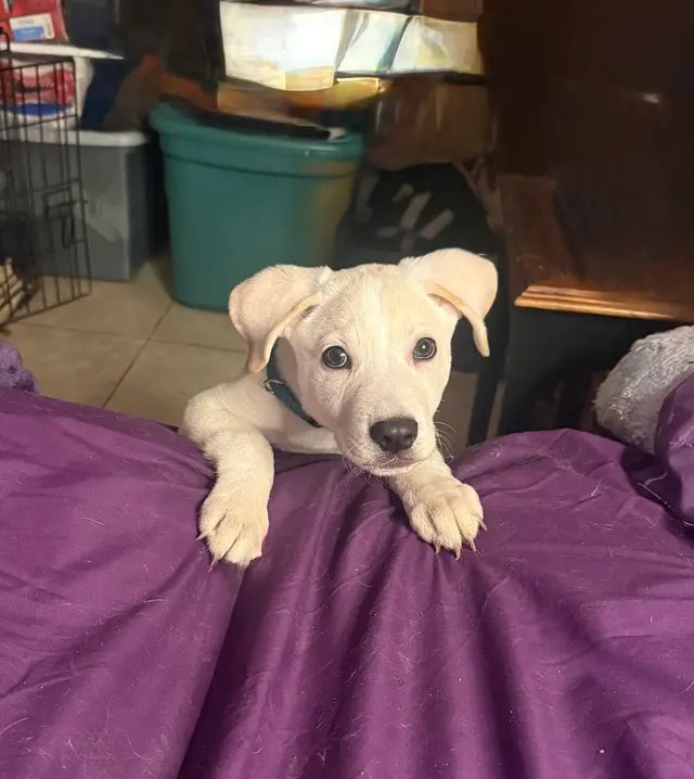 Forsyth Humane Society — customer photo 7