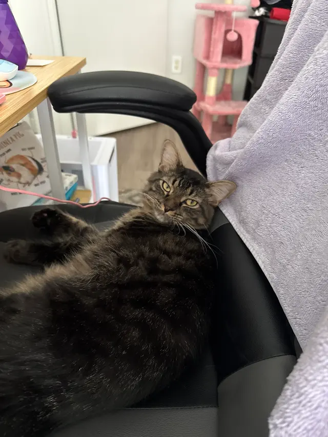 Customer photo of work by Forsyth Humane Society, from Razul Daniel Taborite's review