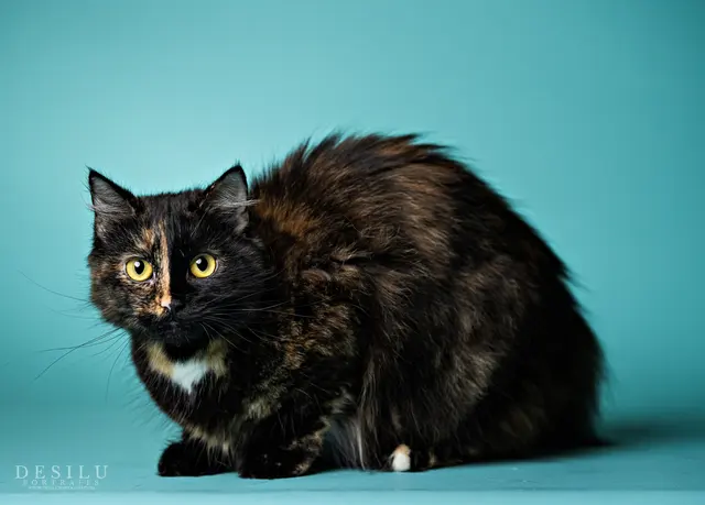 Forsyth Humane Society — photo from the business 5