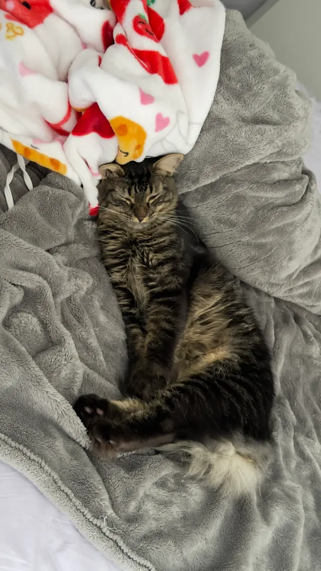 Customer photo of work by Forsyth Humane Society, from Razul Daniel Taborite's review