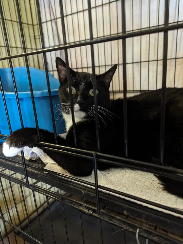 Animal Rescue Foster Program — customer photo 3