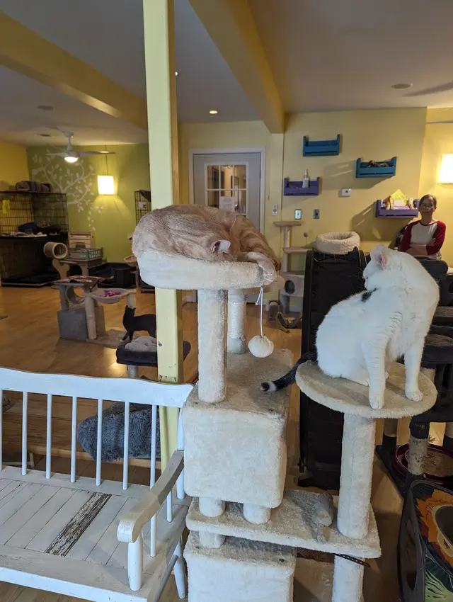Animal Rescue Foster Program — customer photo 10