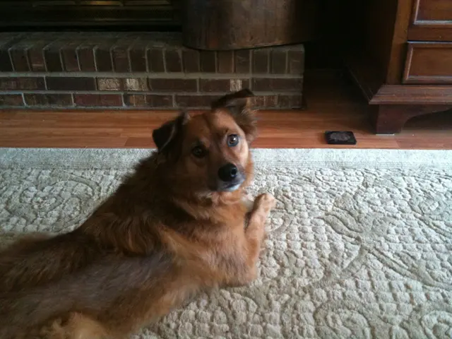 Animal Rescue Foster Program — customer photo 11