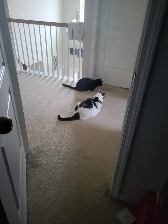 Customer photo of work by Animal Rescue Foster Program, from Ted Williams's review
