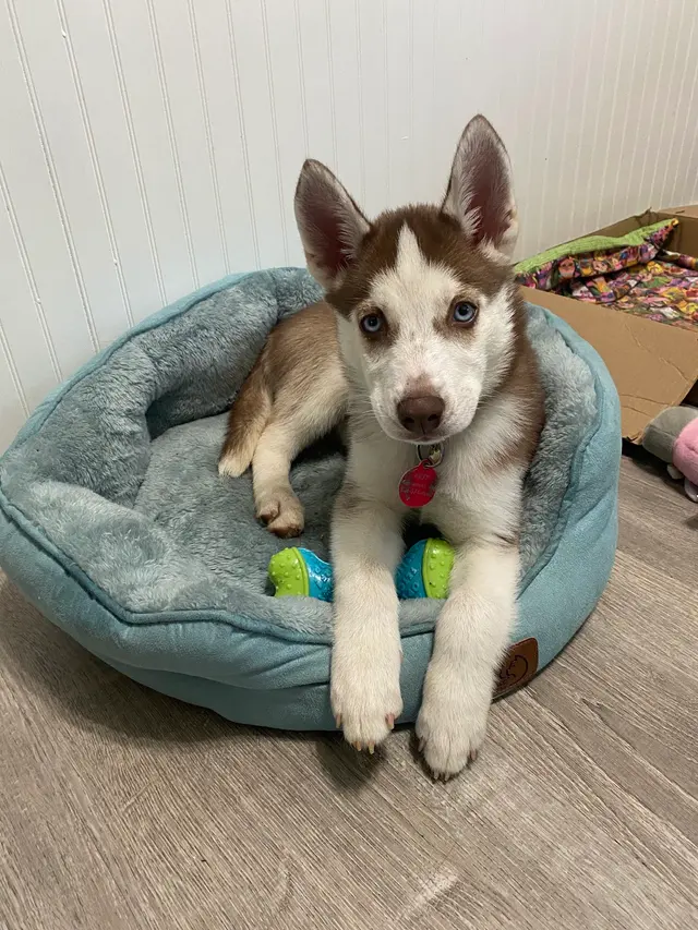 Animal Rescue Foster Program — customer photo 5