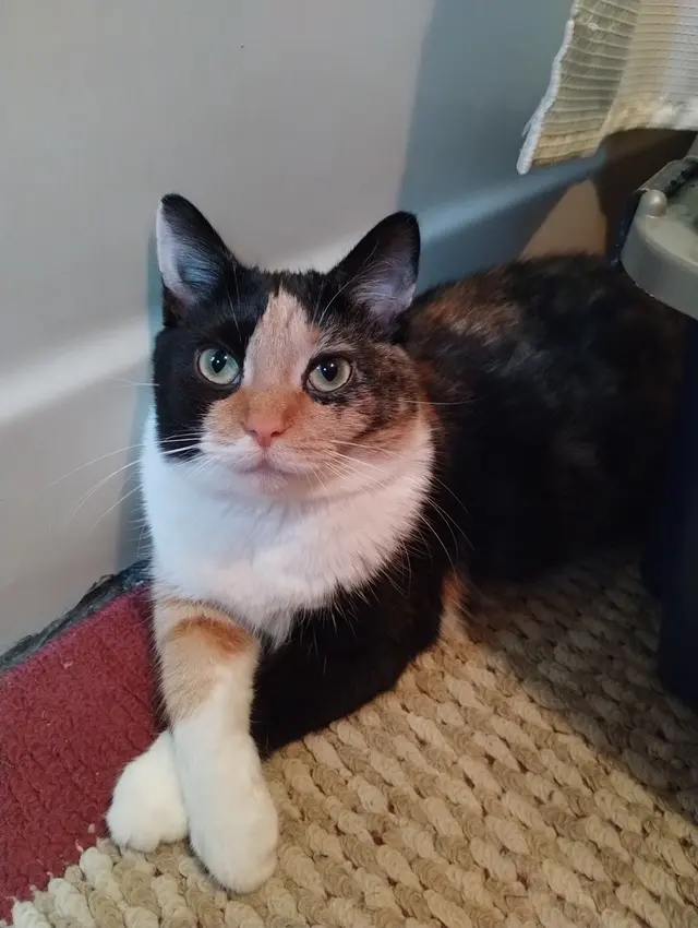 Animal Rescue Foster Program — customer photo 1