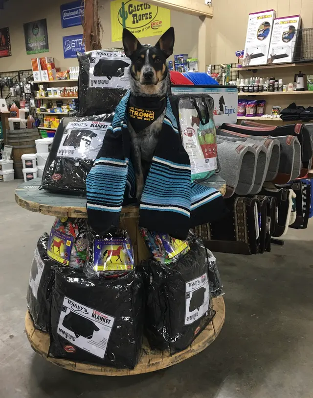 Shorty's Rental and Feed — photo from the business 5