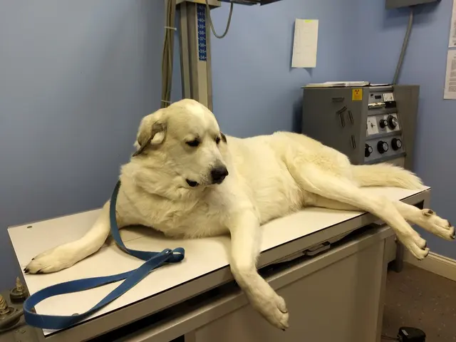 Morristown Animal Hospital — customer photo 10