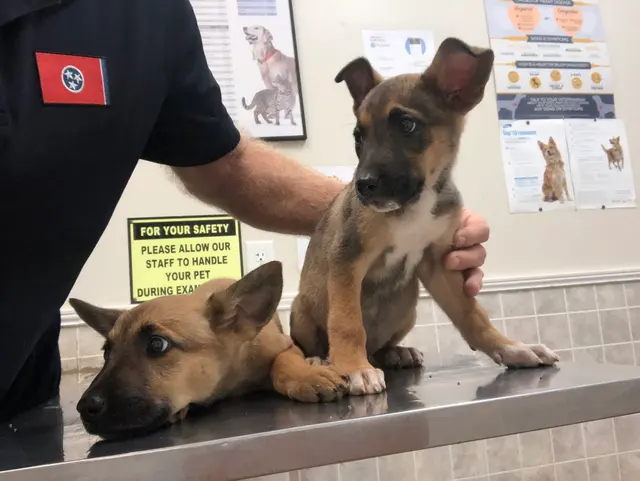 Morristown Animal Hospital — customer photo 4